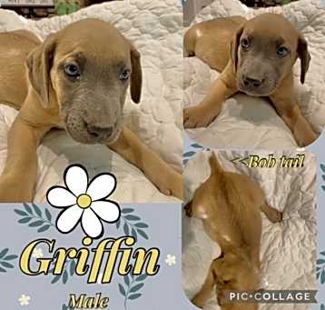 Photo of Griffin meet me 5/31