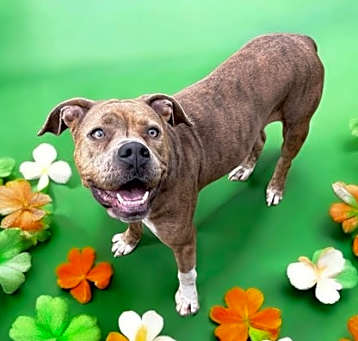 Photo of Daisy