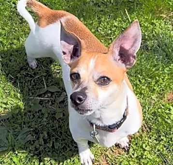 Photo of Brutus