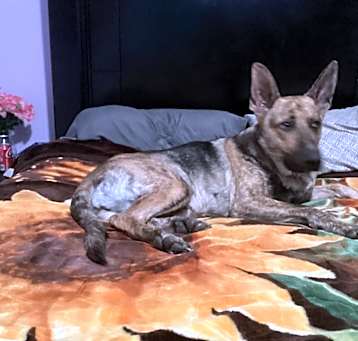 Photo of Nala