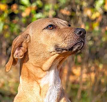 Photo of Honey
