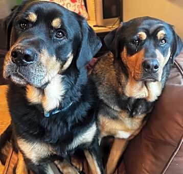 Photo of Courtesy Post- Mavis (bonded pair to Hades)