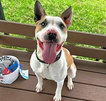 Photo of Stitch