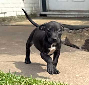 Photo of Colt