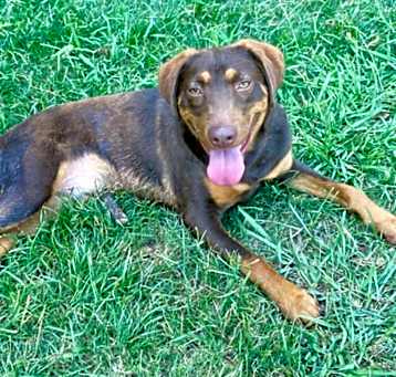 Photo of Goose