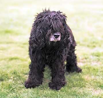 Photo of Cha Cha