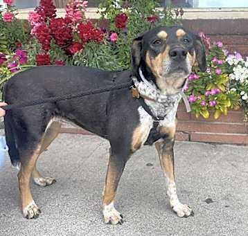 Photo of PIPER
