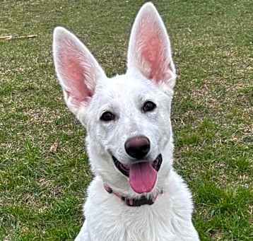 Photo of Luna