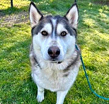 Photo of Zorro