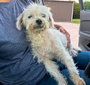Photo of Rose (Gypsy)