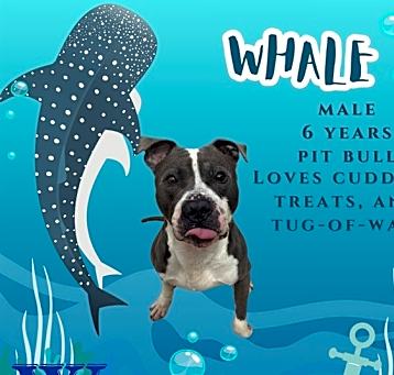 Photo of WHALE