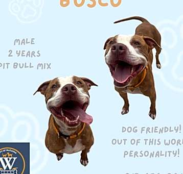 Photo of BOSCO