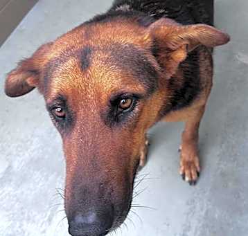 Photo of Dog