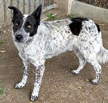 Photo of PERDITA