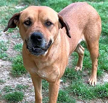 Photo of VELMA