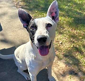 Photo of Patch