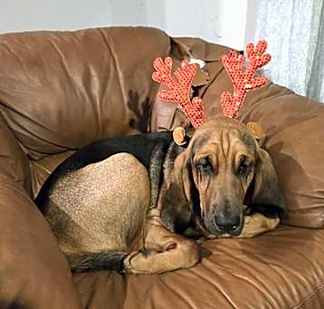 Photo of Lily