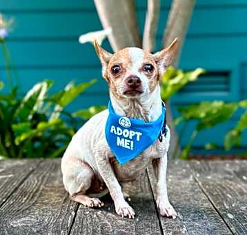 Photo of Snickerdoodle