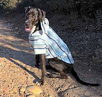 Photo of Amora