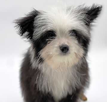 Photo of Gizmo