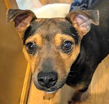 Photo of Bobby~adopted!