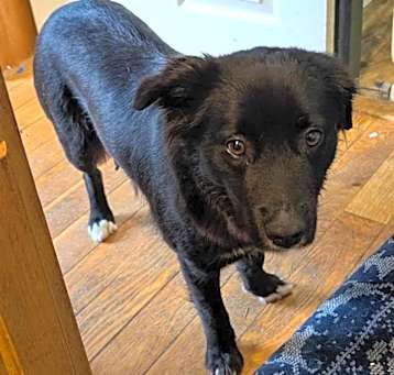 Photo of Oreo~adopted!