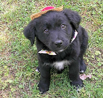 Photo of Jaffa~adopted!