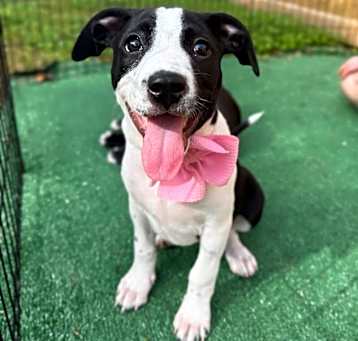 Photo of Asha Galveston cuddly baby