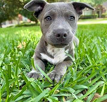 Photo of Tyson