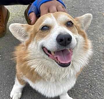 Photo of Miso