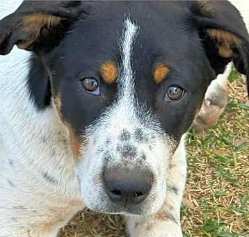 Photo of Briar