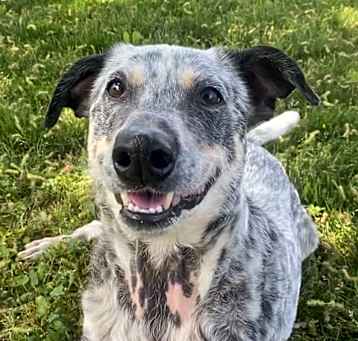 Photo of Indigo