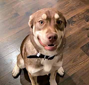 Photo of Apollo
