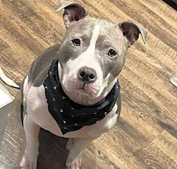 Photo of Pebbles