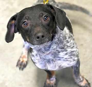 Photo of Dottie(Heartworm +)