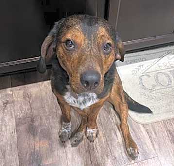 Photo of BRUNO