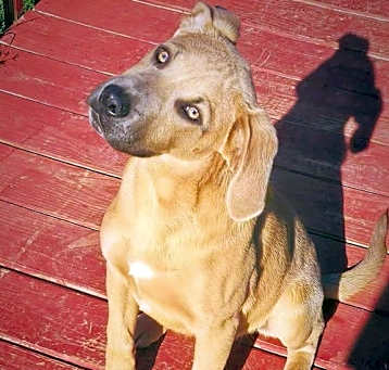 Photo of Buckwheat *adoption pending