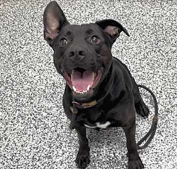 Photo of Onyx