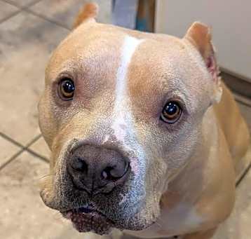 Photo of Duke (Courtesy Post)