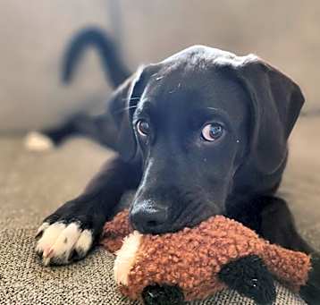 Photo of Wrenlee