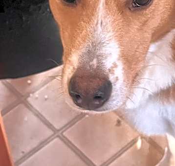 Photo of Apollo