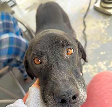 Photo of Midnight