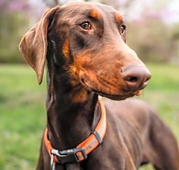 Photo of Buckley