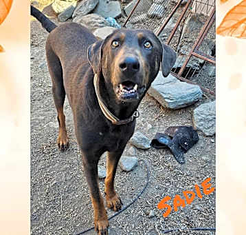 Photo of Sadie