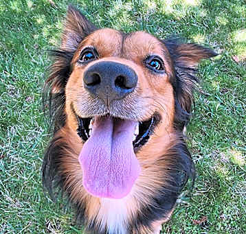Photo of Chewie