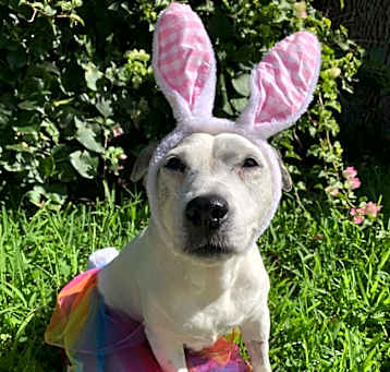 Photo of Stella