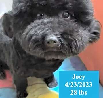 Photo of Joey