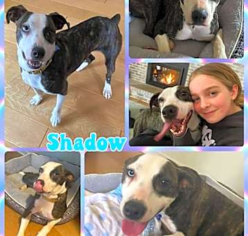 Photo of Shadow