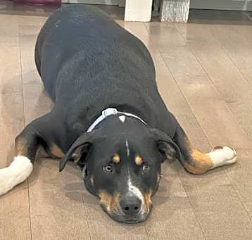 Photo of Ruby
