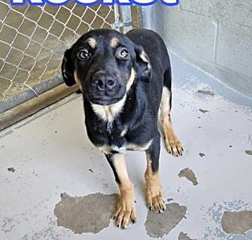 Photo of **FOSTER TO ADOPT**